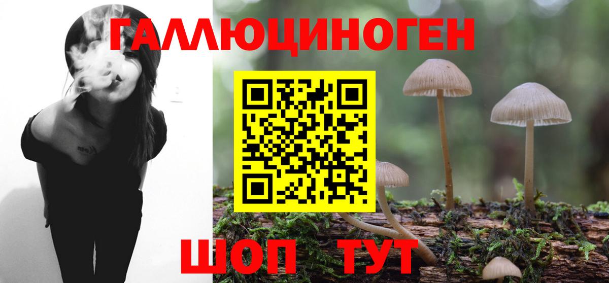 Псилоцибиновые грибы Psilocybe Йошкар-Ола